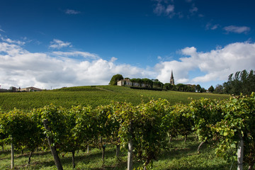 Fototapeta na wymiar France, Gironde, Capian, les vignes en couleur
