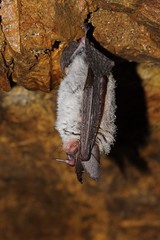 Geoffroy's bat Myotis emarginatus,  species of vesper bat.