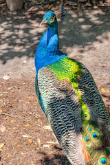 Obraz premium Peacock 3
