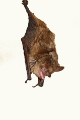 Obraz premium Geoffroy's bat Myotis emarginatus, species of vesper bat.