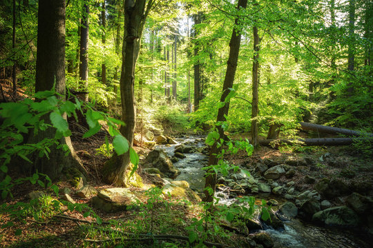 Versteckt im natürlichen grünen Wald ein Fluss