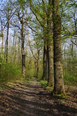 Forest of Montmorency near Paris in France, Europe