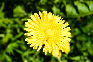 Close up of blooming yellow dandelion flower Taraxacum officina