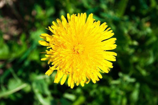 Dandelion Taraxacum Officinale. Yellow flower. Nature backgrou