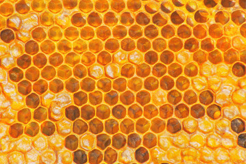 The texture of bright yellow honeycombs under the sunlight close up