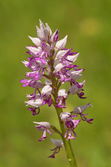 orchis militaris. Orchideaceae. Europaean orchid. Spring. 