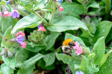 Bumblebee collects nectar from beautiful spring flowers