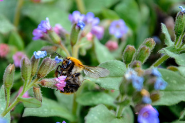 Bumblebee collects nectar from beautiful spring flowers