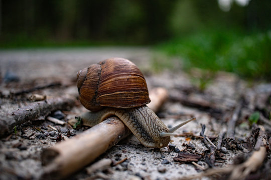 Schnecke &uuml;berwindet ein Hindernis
