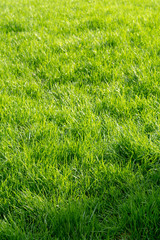 Obraz premium Even green, fresh, juicy grass.