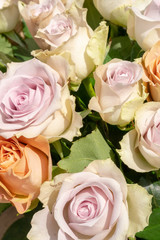 Beautiful blossoming roses of different shades of pink color.