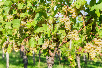 Ripe grapes in fall in Alsace, France