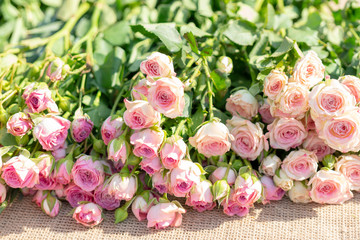 Beautiful blossoming roses of different shades of pink color.