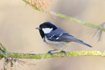 Fototapeta premium The coal tit (Periparus ater) is a passerine bird in the tit family, Paridae. It is a widespread and common resident breeder