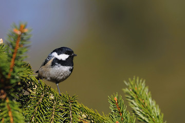 Obraz na płótnie Canvas The coal tit (Periparus ater) is a passerine bird in the tit family, Paridae. It is a widespread and common resident breeder