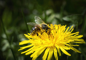bee is bathed in dandelion pollen
