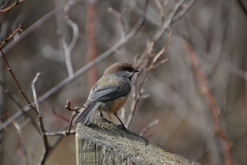 Boreal Chickadee