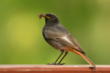 The black redstart (Phoenicurus ochruros) is a small passerine bird in the redstart genus Phoenicurus, with food, spider, insect