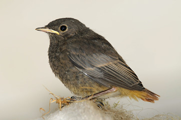 The black redstart (Phoenicurus ochruros) is a small passerine bird in the redstart genus Phoenicurus, with food, spider, insect