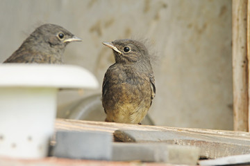 The black redstart (Phoenicurus ochruros) is a small passerine bird in the redstart genus Phoenicurus.