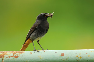 The black redstart (Phoenicurus ochruros) is a small passerine bird in the redstart genus Phoenicurus.
