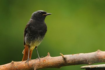 The black redstart (Phoenicurus ochruros) is a small passerine bird in the redstart genus Phoenicurus.