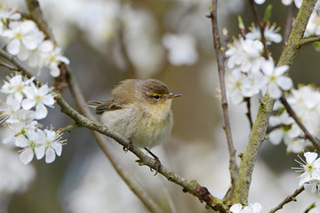 The common chiffchaff, or simply the chiffchaff, (Phylloscopus collybita) is a common and widespread leaf warbler which breeds in open woodlands
