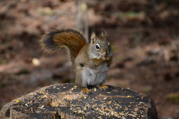 Red Squirrel eating Lunch on a Stump