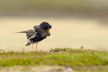 The ruff (Calidris philomachus pugnax);wading bird that breeds in marshes and wet meadows across northern Eurasia