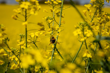 Obraz premium A Bee on a Flower