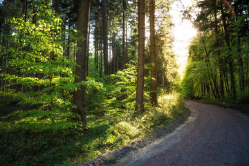 Straße führt durch den Harzer Mischwald mit Sonne