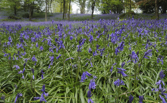 English Bluebells In The Countryside