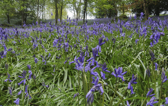 English Bluebells In The Countryside