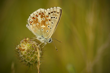 The chalkhill blue (Polyommatus coridon) is a butterfly in the family Lycaenidae.