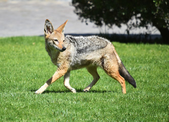 coyote