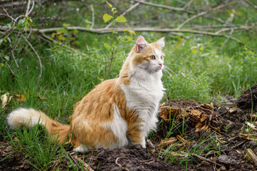 Naklejka na ściany i meble Red fluffy cat sitting in the grass on the lawn