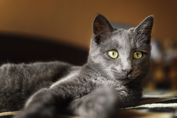 Gray cat lying on the bed
