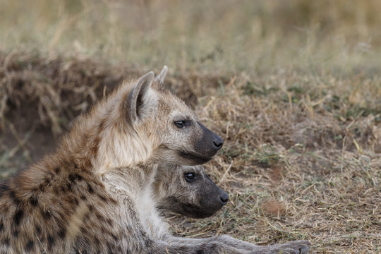 Hyenas sitting on field at Maasai Mara National Reserve