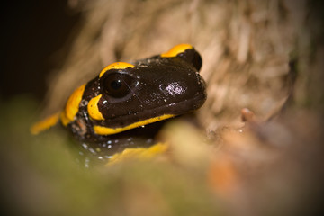 The fire salamander Salamandra salamandra is possibly the best-known salamander species in Europe. It is black with yellow spots or stripes