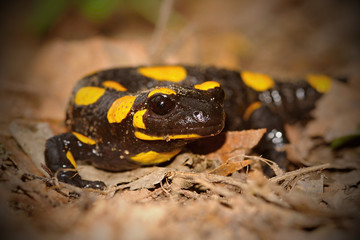 The fire salamander Salamandra salamandra is possibly the best-known salamander species in Europe. It is black with yellow spots or stripes