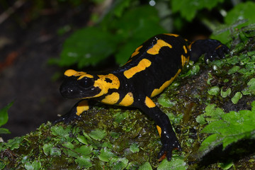 The fire salamander Salamandra salamandra is possibly the best-known salamander species in Europe. It is black with yellow spots or stripes