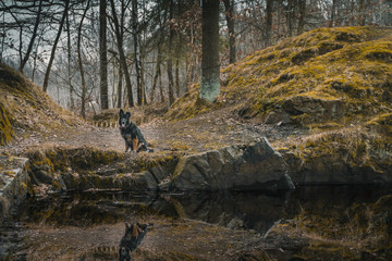 Beautiful autumn forest with german shepherd sitting near a lake