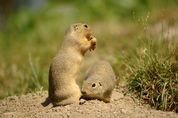 Naklejka na ściany i meble The European ground squirrel (Spermophilus citellus), also known as the European souslik, is a species from the squirrel family, Sciuridae.