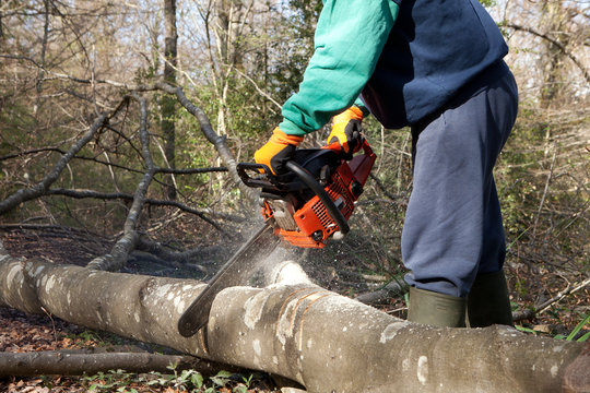 Forest worker cutting fallen branches