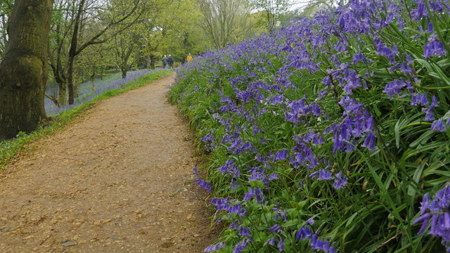 English Bluebells In The Countryside