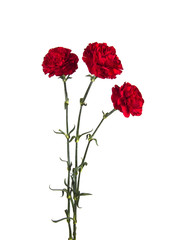 three carnations on isolated white background