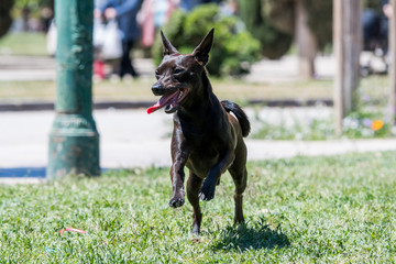 Toby run