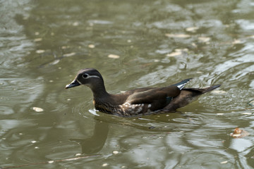 female mandarin duck swimming