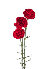 three carnations on isolated white background