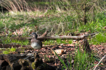 female mandarin duck sitting on wood